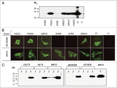 Figure 2 Detection of nucleoprotein N in infected cells. (A) Western blot of MP12 infected cellular extracts and inmunoblotting with six different mAb supernatants. C+: mouse hyperimmune anti-RVFV serum; C-: preinmmune mouse serum. Relative molecular mass (Mr) is given in kilodaltons. (B) Immunofluorescence of MP12 and South African RVFV strain AR20368 infected Vero cells using the six mAb supernatants tested in (A). (C) Immunoprecipitation of nucleoprotein N expressed in BHK-21 cells infected with ZH548-MP12 or with South African virulent isolates, using mAbs D7D8 (1) and D7E8 (2). A polyclonal mouse anti-RVFV serum (3) was used as positive control. Detection of the immunoprecipitated antigen was performed by western blot using the purified D9D11 mAb conjugated to peroxidase.