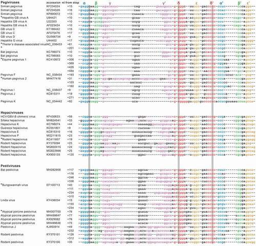 Figure 1. Structural alignment of putative xrRNA sequences found within pegi-, hepaci- and pestiviruses. For particular viruses, different strains or isolates were found carrying divergent motifs, which are shown here with corresponding accession numbers. Multiple sequences listed at a single isolate indicate tandem xrRNA motifs found within that 3ʹ UTR. The first nucleotide within the sequence corresponds with the given position downstream of the genome coding sequence. The proposed stem-interactions α, β, γ, δ and ε are colour-coded in blue, green, magenta, red and orange, respectively. Three grey background columns depict the nucleotides involved in the base triple interaction. Sequences that were tested in this study are tagged with a ‘*’