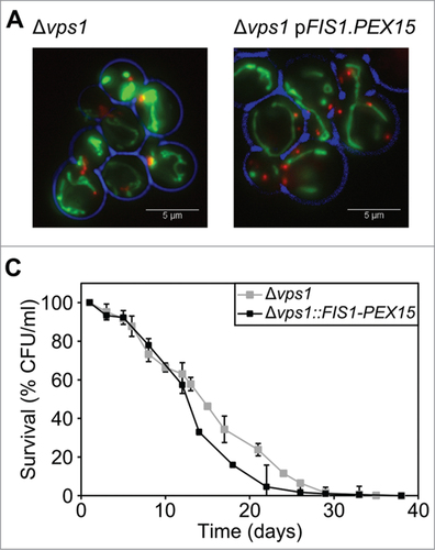 Figure 3. Increased peroxisome fission does not affect the CLS. (A) Mitochondrial and peroxisomal morphology in Δvps1 and Δvps1 FIS1-PEX15 cells. Peroxisomes were labeled with DsRED-SKL and mitochondria by mitoGFP. (B) Chronological lifespan analysis of Δvps1 and Δvps1 FIS1-PEX15 cells. Data represent mean ± SEM from at least 2 experiments.