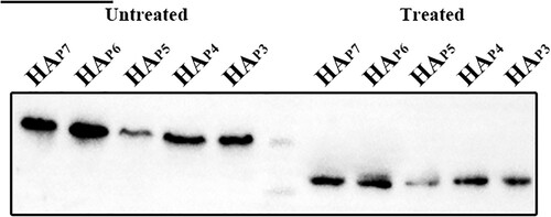 Figure 3. Glycosylation of non-conserved glycosylation sites at positions 210, 289, 304, and 21 identified by Western blotting. The five HA proteins with different glycosylation patterns that were treated without and with PNGase F are shown in lanes 1–5 and lanes 7–11. The marker in Lane 6 is 75 and 65 kDa from top to bottom.