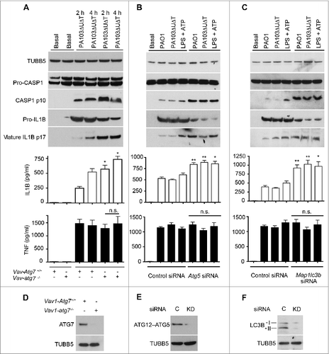 Figure 1. Autophagy downregulates activation of the inflammasome by P. aeruginosa. (A) BMDMs from wild-type mice (Vav1-atg7+/+) or mice with a conditional deletion of Atg7 in bone marrow-derived cells (Vav1-atg7−/−) were infected with PA103ΔUΔT and autophagy quantified. Panels show immunoblots for indicated proteins in cells infected as shown. Graphs show secretion of active IL1B and TNF from basal and infected BMDMs as shown. Columns are means of 3 independent determinations; error bars are SEM. * indicates a significant difference between the levels in BMDMs from WT or Vav1-atg7−/− mice, P < 0.05. n.s., not significant. (B) As (A), but in cells depleted of Atg5 by siRNA knockdown as shown. (C) As (A) but in cells depleted of Lc3b by siRNA knockdown as shown and infected as indicated. ** indicates a significant difference between the levels in BMDMs from Lc3b siRNA-treated cells and control, P < 0.01. ((D)to F) Immunoblots of key proteins (including the ATG12&z.vrecto;ATG5 conjugate) of (A) to (C) depleted by knockout or knockdown as shown, with TUBB5/β-tubulin as control. C is control. D, BMDMs from WT or Vav1-atg7 knockout animals as shown probed for ATG7. (E) and (F), BMDMs treated with siRNA or control siRNA to Atg5 (E) and Lc3b (F).