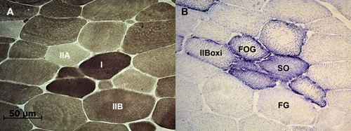 Figure 1.  Serial transverse sections of longissimus lumborum muscle of the Black Canary Pig stained for mATPase after acid preincubation (A) and for NADH-TR techniques (B).