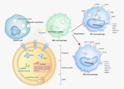 Figure 1. Tumor-derived exosomes modulate macrophage polarization