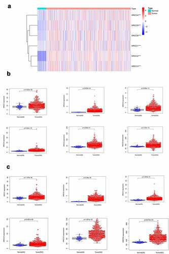 Figure 1. Differential expression analysis of XRCC family members in NSCLC. (A) XRCCs were significantly overexpressed in NSCLC (***P value <0.001).(B) XRCCs were significantly up-regulated in LUAD.(C) XRCCswere significantly up-regulated in LUSC