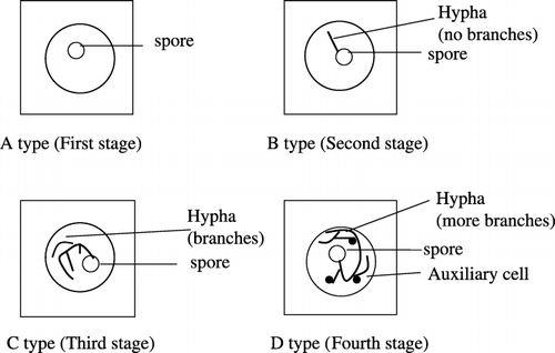 Figure 1  Spore growth stages of Gigaspora margarita. Initial stage (A type): new spore without hypha; Second stage (B type): spore with one hypha; Developing stage (C type): extension of hypha; Mature stage (D type): auxiliary cell attached to the hypha.