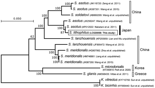 Figure 1. Maximum-likelihood (ML) tree showing the phylogenetic position of the mitogenome of Silurus lithophilus (LC520058) among 12 available Silurus mitogenomes, with two Kryptopterus ones as outgroups. The dataset includes the entire mitogenome except the D-loop area, which showed alignment ambiguities; the resulting dataset was 15,655 bp in length. The ML analysis was performed using MEGA 7 (Kumar et al. Citation2016) with the General Time Reversible Substitution Model, rates among sites Gamma distributed with Invariant sites, and 500 bootstrap replicates. Bootstrap support values are indicated at the nodes of the tree. Countries where the specimens were collected are on the right side of the figure.