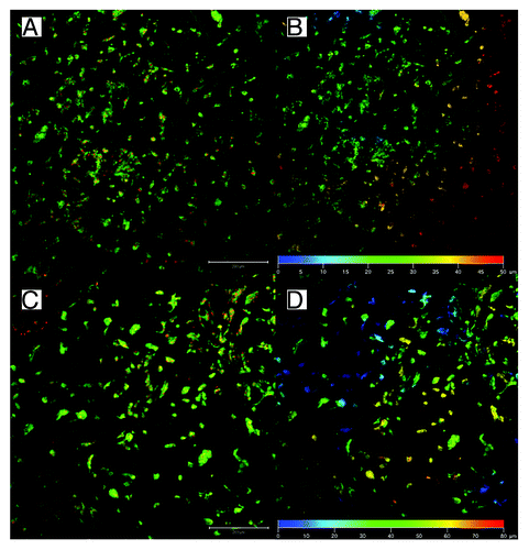 Figure 4. Penetration of mesenchymal stem cells to electrospun nanofibers on day 7. Penetration to non-patterned 2D nanofibers (A and B) and patterned 3D nanofibers (C and D). The micrograph shows in figures A and C MSCs stained with DiOC6 for membranes (green) and propidium iodide for nuclei (red). Figures B and D represents color-coded depth profile of cells on scaffolds.