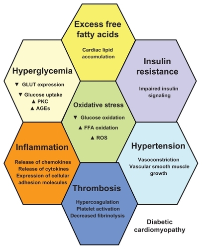 Figure 1 The pathophysiological substrate of diabetic cardiomyopathy: in diabetes, hyperglycemia, excess free fatty acid (FFA) release, and insulin resistance, engender adverse metabolic events that affect the cardiac myocytes. Hyperglycemia is associated with decreased glucose transportation (GLUT), uptake, and oxidation, as well as increased formation of advanced glycation end products (AGEs) and increased activation of protein kinase C (PKC). Excess FFA release is followed by cardiac lipotoxicity, ie, increased cardiac lipid accumulation and increased generation of reduced reactive oxygen species (ROS) at the level of the electron transport chain. Together with insulin resistance and impaired insulin action and signaling, these metabolic paths augment vasoconstriction, produce and further aggravate arterial hypertension, increase inflammation with liberation of leukocyte-attracting chemokines, increase production of inflammatory cytokines, and augment expression of cellular adhesion molecules. Thrombosis is further promoted, together with platelet activation.