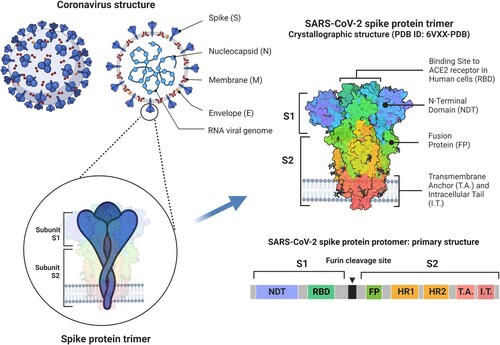 Figure 1. Schematic representation of the structure of a coronavirus including details of the structure of the spike (S) protein of severe acute respiratory coronavirus type 2 (SARS-CoV-2). Each viral spike comprises three S proteins. A single S protein consists of two subunits (S1 and S2) which are separated by a furin cleavage site. These subunits contain different domains and play different roles during virus entry into the cell: S1 binds angiotensin-converting enzyme 2 (ACE2) receptor on the host cell through its receptor binding domain (RBD), while S2 anchors the virion to the host cell and mediates membrane fusion (Jackson et al. Citation2022). Adapted from “An in-depth look into the structure of SARS-CoV-2 spike glycoprotein” by BioRender.com (2023). Retrieved from https://app.biorender.com/biorender-templates.