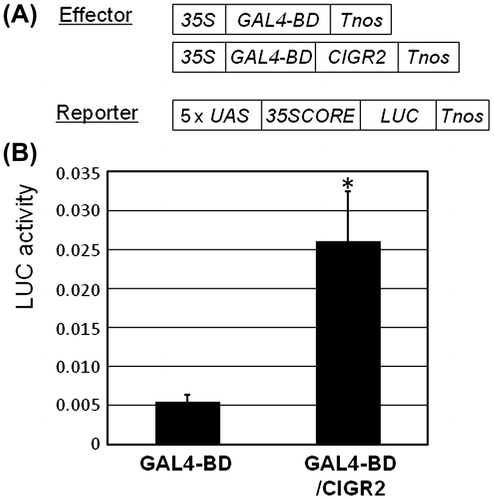Fig. 1. Transactivation of 5xGAL4-UAS::LUC reporter gene by GAL4-BD/CIGR2 in suspension-cultured rice cells.