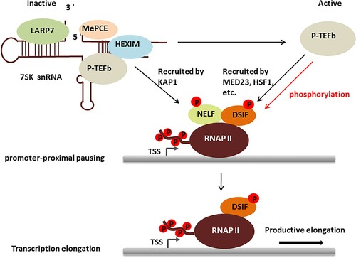 Figure 1. The role of P-TEFb in regulating RNAP II transcription.