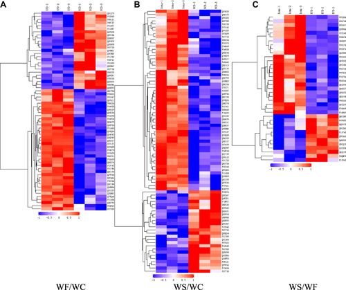 Figure 6 Heatmaps of DEPs. (A) Comparison of WF/WC groups. (B) Comparison of WS/WC groups. (C) Comparison of WS/WF groups. Each column represents a set of samples, and each row represents a protein number. The expression of DEPs in different samples is calculated by log2 method and displayed in the heatmaps in different colors, where red represents significantly up-regulated proteins, blue represents significantly down-regulated proteins, and gray part represents no quantitative information of proteins. WC-1, WC-2 and WC-3 denote the replicates of three independent samples in the WC group, and the WF and WS groups are represented in the same way.