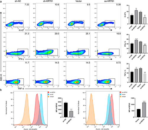 Figure 9. KRT81 is involved in suppressing CD8 + T cells via CD276 (a) Effects of gene alteration of KRT81 expression on proliferation (Ki-67) and cytokineS secretion (IFN-γ and TNF-α) of CD8 + T cells in co-culture system. (b) Effect of KRT81 knockdown on CD276 expression in MDA-MB-231 cell line (the left), Effects of overexpression of KRT81 on CD276 expression in BT-20 cell line (the right).