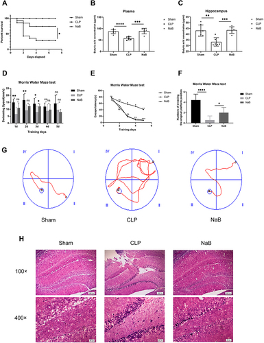 Figure 3 NaB promotes survival of CLP mice and alleviates cognitive dysfunction of CLP surviving mice. Intragastric administration of NaB increased the butyrate level in blood and hippocampus of CLP mice. (A) Changes in the survival rate. There were 20 animals in Sham group, CLP group, and CLP+NaB treatment (NaB) group. (B) Butyric acid concentration in plasma of mice on the 1st day. (C) Butyric acid concentration in the hippocampus of mice on the 1st day. (D and E) The escape latency and swimming speed on the 1st, 2nd, 3rd, 4th, and 5th day of the learning trials. (F) The frequency of crossing the original platform location during the probe trial on the 6th day. (G) Representative swimming paths of mice during the probe trial on day 6 are depicted. (H) Representative H&E-stained sections of hippocampus of mice on the 1st day. Data presented as mean ± SD (n =3–7 per group). Scale bars: 100µm and 20µm. *P < 0.05 in A by Chi-square test. * P < 0.05, **P < 0.01, ***P < 0.001, **** P < 0.0001 in B, C, D, F by one-way ANOVA. *P < 0.05, **P < 0.01, ***P < 0.001 in E by two-way ANOVA. ns: no significance.