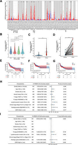 Figure 6 The expression level and prognostic value of CSF2 in HNSC patients from TCGA database. (A) CSF2 expression levels in different tumor types from TCGA database were analyzed by TIMER web server. (B) Expression level of CSF2 in different clinical stage of HNSC patients in the TCGA database (Stage I: 19 cases, Stage II: 95 cases, Stage III: 102 cases, Stage IV: 272 cases, Kruskal–Wallis test, F = 0.758, p = 0.859). (C) Expression levels of CSF2 in unpaired HNSC samples of tumor tissues and normal tissues in the TCGA database (Tumor: 502 cases, Normal: 44 cases). (D) Expression levels of CSF2 in paired HNSC samples of tumor tissues and normal tissues in the TCGA database (Tumor: 43 cases, Normal: 43 cases). (E-G) Kaplan–Meier curves of overall survival, disease specific survival and progression free interval for low- and high- CSF2 expression subgroups in the TCGA-HNSC cohort. (H and I) Forest plots of univariate and multivariate analyses for HNSC patients on overall survival in the TCGA database. ns = p > 0.05, *p < 0.05, **p < 0.01, ***p < 0.001.