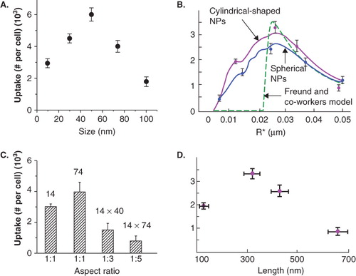 Figure 2. Dependence of cellular uptake of NPs as a function of size and shape. (A) Variation of cellular uptake of NPs as a function of size. (B) Model explaining the size- and shape-dependent cell uptake of NPs (spherical-shaped NPs = blue; cylindrical-shaped NPs = pink; comparison with the model put forward by Freund and co-wokers (green)). (C) Comparison of GNR uptake with their spherical counterparts (D) Shape-dependent cellular uptake of carbon nanotubes. Reproduced with permission from [Chithrani et al. Citation2006, Jin et al. Citation2009].