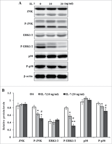 FIGURE 5. IL-7 inhibits the MAPK signaling in PDLSCs. PDLSCs were stimulated with IL-7 (0, 10 and 20 ng/ml) for 48 h, and total protein was extracted and subjected to Western blot analysis. (A) Representative western blot images demonstrating a markedly inhibitory role on the phosphorylation levels of JNK, ERK1/2 and p38, but not their protein levels. (B) Relative protein levels of JNK, ERK1/2, p38, and their phosphorylated levels were quantified by the densitometry of each band normalized to β-actin signal. Data are presented as mean ± SD, *P < 0.05 and **P < 0.01 compared with the control (0 ng/ml of IL-7). #P < 0.05 compared with the group (10 ng/ml of IL-7).