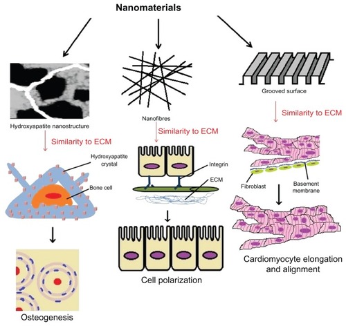 Figure 1 Carbon nanotubes interacting with different cells for tissue engineering.Abbreviation: ECM, extracellular matrix.