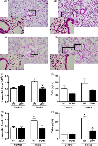 Figure 5. CS-mediated lung inflammation in DDAH transgenic mice. Lung inflammation was assessed in lung tissue. Lung sections of (A and B) wild-type (WT) and (C and D) hDDAh Tg mice were H&E stained, and inflammation was visualized following (A and C) air or (B and D) 4-week CS exposure. Original magnification = 10×; increased magnification = 40×. Total cells in whole lung lavage were counted following (E) 4-week (WT, n = 11–12; DDAH Tg, n = 7–8) and (G) 4 days (WT, n = 6; DDAH Tg, n = 5) smoke exposures. TNFα levels in BAL fluid were also assessed in both the (F) 4-week (WT, n = 8–9; DDAH Tg, n = 7–8) and (H) the 4 day (WT, n = 3–4; DDAH Tg, n = 3) models. Data shown are means ± SE. *p < 0.05 vs WT control, Ψp < 0.05 vs WT smoke.