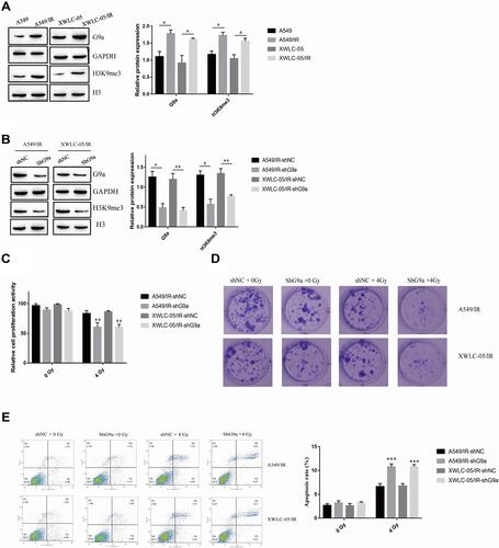 Figure 2 G9a contributes irradiation resistance of lung cancer cells. (A) Expression of G9a and H3K9me3 in A549/IR cell, XWLC-05/IR cell, A549 cell and XWLC-05 cell. Protein quantitative analysis was achieved by Image J. *p < 0.05. (B) Expression of G9a and H3K9me3 in shG9a transfected A549/IR cell and XWLC-05/IR cell. Protein quantitative analysis was achieved by Image J. *p < 0.05, **p < 0.01. (C) The proliferation activity of shG9a transfected A549/IR cell and XWLC-05/IR cell was measured by MTT assay. **p < 0.01. (D) Clone formation of shG9a transfected A549/IR cell and XWLC-05/IR cell after administrated to 0Gy and 4Gy. (E) Apoptosis rate of shG9a transfected A549/IR cell and XWLC-05/IR cell after administrated to 0Gy and 4Gy was measured by flow cytometry. ***p < 0.001. Dates were presented as mean ± SD, the P value was determined by two-tailed t-test and one-way ANOVA.