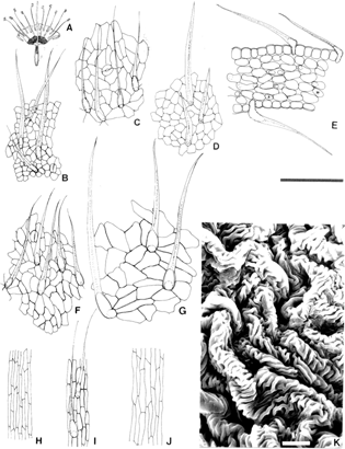 Figure 3 Flower. (A) Hipanthium partially unfolded; (B) superficial view of the external epidermis of the lower hipanthium; (C, D, E) superficial view of the external and internal epidermis and transverse cut of the upper hipanthium, respectively; (F, G) superficial view of the external and internal epidermis of the sepals, respectively; (H, I) superficial view of the middle and basal sector of the epidermis of the style, respectively; (J) superficial view of the epidermis of the staminal filament; (K) SEM photomicrography detail of cuticle of anther. Bar size: 10 µm (K); 100 µm (B–J).