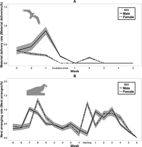 Figure 2. Mean rate of delivery of material to the nest per week relative to incubation onset (week 0) (A). Mean nest arrangement rate (B) per week in relation to hatching week (week 0). The shaded areas in both graphs represent ± se.