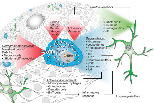 Figure 1. Mast cells as key players in endometriosis pathology.