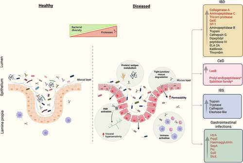 Figure 2. Proteases implicated in IBD, IBS, CeD and GI infections. In disease-related conditions, proteases induce structural and functional changes in the gut through multiple mechanisms of action, including effects on dietary protein metabolism, mucosal barrier function, neuronal excitability and immunoregulation. Luminal proteases impact GI function by a combination of PAR-dependent and independent effects. Proteases of microbial origin are highlighted in red. *Proteases with therapeutic potential. Figure was created with BioRender.com.