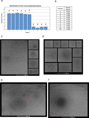 Figure 1. Cryo-TEM imaging of cEVs and IEVs isolated with an iodixanol gradient. (a) To identify the fractions containing free Ad virions, purified virions were loaded into the iodxianol gradient and separated into 10 fractions. A549 cells were incubated for 72 hours with equal volumes of each fraction from the gradient. Based on their cytotoxicity, fractions 7–10 were found to contain virions. (b) Gravimetrically determined densities of the different fractions. (c and d) IEV samples were collected five days after the initial infection and fractions 3–5 that were found to be cytotoxic, were pooled together for imaging. All vesicles displayed similar, heterogenous structures regardless of origin (c: PC-3 and d: A549). Representative images of IEVs from three individually prepared samples from both cell lines are presented, with 41 A549 IEVs and 98 PC-3 IEVs identified and analysed from 178 and 179 images, respectively. (e and f) The pellets resulting from the initial centrifugation at 15,000 g of the infected CCM (e: PC-3, f: A549) were also imaged by cryo-TEM. In addition to vesicles similar to those detected in c and d, intact virions (red arrow) and large cellular debris were observed. 152 images were analysed in e, and 60 images in f. In a, statistical significance was assessed using one-way ANOVA with Tukey’s HSD post hoc test and denoted by grouping with letters: for all variables with the same letter, the difference between the means is not statistically significant.