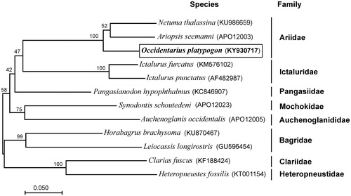 Figure 1. Maximum-likelihood (ML) phylogenetic tree of Occidentarius platypogon and the other 11 species of 8 families using Clarias fuscus and Heteropneustes fossilis as an outgroup. Number above each node indicates the ML bootstrap support values. In parenthesis the access numbers from NCBI database.
