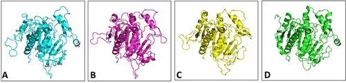 Figure 4 Ribbon diagram showing overall structure of PAF-AH enzymes. (A) Leishmania donovani PAF-AH model (cyan), (B) Trypanosoma cruzi PAF-AH model (magenta), (C) Trypanosoma brucei PAF-AH model (yellow), and (D) Homo sapiens PAF-AH crystal structure (PDB Id 3D59) (green). Secondary structures in all the four proteins are labeled and numbered from the N-terminus to the C-terminus.