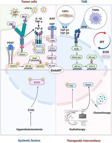 Figure 2. Factors and molecular mechanisms that regulate endothelial-to-mesenchymal transition (EndoMT) in tumour progression. Tumour cells induce EndoMT: Tumour cells activate the Notch pathway via Jag1 and DLL1 to induce EndoMT. Tumour cells secrete transforming growth factor-beta (TGF-β), hepatocyte growth factor (HGF), platelet-derived growth factor (PDGF) and α1-antitrypsin (A1AT) to induce EndoMT. TGF-β enhances the phosphorylation of Smad2/3 and the upregulation and phosphorylation of tubulin-β3 to induce EndoMT, and interleukin-1β (IL-1β), tumour necrosis factor-α (TNF-α) and Notch may play synergistic roles. HGF induces the phosphorylation of c-Met, and the expression of ETS-1 enhances the expression of matrix metalloproteinase-14 (MMP-14), which mediates the degradation of vascular-endothelial cadherin (VE-cad). PDGF binds to PDGFR and induces its phosphorylation, which activates NF-κB. Activation of NF-κB upregulates the expression of Snail, thus inhibiting the transcription of vascular endothelial growth factor receptor 2 (VEGFR2). Tumour cells release extracellular vesicles enriched with TGF-β (eTGF-β) and miR-92a to induce EndoMT. The tumour microenvironment (TME) induces EndoMT: Cancer-associated fibroblasts (CAFs) secrete interleukin-6 (IL-6), TGF-β1 and TGF-β2 to induce EndoMT. Tumour-associated macrophages (TAMs) induce EndoMT through the secretion of osteopontin (OPN). OPN-integrin αvβ3 engagement activates the PI3K/Akt pathway and hypoxia-inducible factor-1α (HIF-1α) expression, which in turn transactivates TCF12 gene expression. TCF12 transcriptionally represses the VE-cad gene. Interstitial fluid flow (IFF) and extracellular matrix (ECM) upregulate EndoMT. Systematic factors induce EndoMT: Hypercholesterolemia increases 27-Hydroxycholesterol (27HC) expression and induces EndoMT via the acetylation and phosphorylation of STAT3. Therapeutic interventions induce EndoMT: Radiotherapy activates the Notch signalling pathway and upregulates p53 to induce EndoMT. Chemotherapy can also induce EndoMT. Adapted from ‘The Hippo Tumor-suppressor Pathway’, by BioRender.com (2022). Retrieved from https://app.biorender.com/biorender-templates