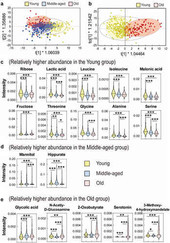 Figure 2. Orthogonal partial least squares discriminant analysis (OPLS-DA) score plot obtained from gas chromatography mass spectrometry (GC-MS) data of urine. The samples were divided into three groups (young: 20–39 years, middle-aged: 40–59 years, and old: ≥60 years). (a) OPLS-DA score plot of young (yellow), middle-aged (blue), and old (red) groups. (b) OPLS-DA score plot of young (yellow) and old (red) groups. Cross validation was performed using a permutation test that was repeated 200 times. No over-fitting was observed. (c-e) Violin plots of identified metabolites that contribute to differentiation between the young and old groups in the OPLS-DA model (VIP >1.0 and p < .05). (c) Relatively higher intensity in the young group. (d) Relatively higher intensity in the middle-aged group. (e) Relatively higher intensity in the old group. p value was calculated using a Kruskal–Wallis test; *p < .1, **p < .01, ***p < .001.