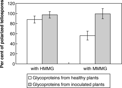 Figure 4.  Polarization of smut teliospores incubated with or without HMMG or MMMG obtained from both healthy or inoculated plants. Values are the mean of three replicates. Bars give the standard error.