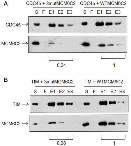 Figure 9 Binding of CDC45 and TIM with mutagenized C2 fragments.
