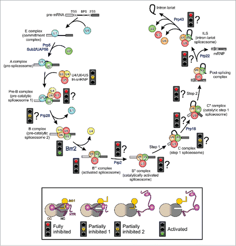 Figure 1. Top, pre-mRNA splicing by the spliceosome, showing characterized spliceosomal assembly, activation, catalysis and disassembly intermediates (complexes E, A, Pre-B, B, Bact, B*, C, C*, PSC [post-splicing complex] and ILS [intron-lariat spliceosome]). For clarity, the cycle only depicts the compositions with respect to the snRNPs, the many non-snRNP proteins that are also participating have been omitted. Step 1, step 2, first/second transesterification reaction of splicing. Spliceosomal RNA helicases are indicated at the steps during which they are required (blue). Traffic lights refer to the observed or assumed (with question mark) states of Brr2 at the respective stages and during the various transitions (red, fully inhibited; yellow, partially inhibited, green, activated). Bottom, schemes illustrating combinatorial regulation of Brr2 via its NTR (magenta) and via the Prp8 Jab1 domain (gold).