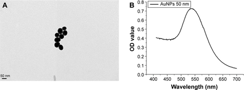 Figure S1 TEM image of AuNPs (A) and UV–vis adsorption spectrum of AuNPs (B).Abbreviations: TEM, transmission electron microscopic; AuNP, gold nanoparticle; UV–vis, ultraviolet–visible; OD, optical density.