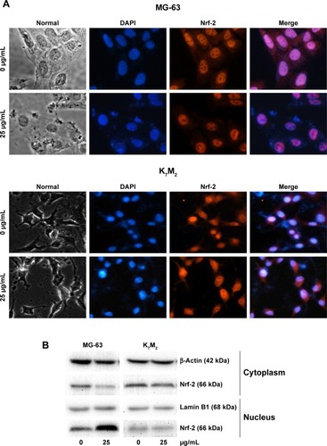 Figure 5 GO induces Nrf-2 transport from the cytoplasm to the nucleus in MG-63 cells.Notes: (A) MG-63 and K7M2 cells were treated with or without GO (25 µg/mL) for 2 h. Nrf-2 primary antibody and a rabbit IgG-CY3 secondary antibody were added for immunofluorescence assay (×40). (B) Cytoplasmic and nuclear Nrf-2 were determined by Western blot analysis with reference to β-actin and lamin B1. MG-63 and K7M2 cells were stimulated with or without GO (25 µg/mL) for 2 h. Cytoplasmic and nuclear cells were isolated by ER Nuclear and Cytoplasmic Extraction Reagents. (C) Fluorescence analysis of ROS content by DHE. Cells were treated with 0, 25, and 50 µg/mL GO with or without ML385 (2 µmol/L) for 2 and 4 h. #P<0.01 (compared with GO treatment alone).Abbreviations: DHE, dihydroethidium; DAPI, 4,6-diamidino-2-phenyl-indole; GO, graphene oxide; ROS, reactive oxygen species.