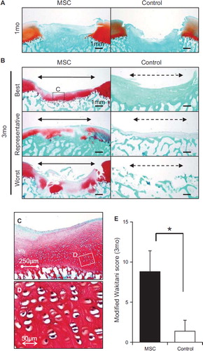 Figure 4. Histologic analyzes of cartilage defect transplanted with MSC. (A) Representative sections stained with Safranin O at 1 month. Red indicates extracellular matrix, and blue indicates cancellous bone. (B) Example sections of the best, representative and worst outcomes in the MSC-treated knees at 3 months and in the control from the opposite sides. Borders of the original defect are shown by both arrowheads. (C) Magnified histology of the indicated area. (D) High magnification of the indicated area. (E) Quantification of histologies of cartilage defect. *P < 0.05 by Wilcoxon rank-sum test.