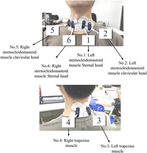 Figure 3. Muscle collection position and muscle identification number.