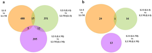 Figure 4. Venn diagrams of the total number of differentially methylated cytosines (DMCs) as well as shared DMCs in all three comparisons: inflammation during 1st lactation (L1-I, n = 5; L1-NI, n = 7) (orange), inflammation during 2nd lactation after inflammation in 1st (L2-I (L1-I), n = 7; L2-NI (L1-I), n = 5) (green), inflammation during 2nd lactation with no prior inflammation (L2-I (L1-NI), n = 5; L2-NI (L1-NI), n = 7) (purple) (A) and of the total number of differentially methylated regions (DMRs) as well as shared DMRs in all three comparisons (B).