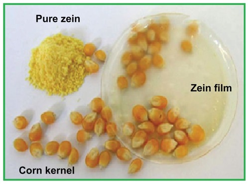 Figure 6 Different forms of zein.Global Protein Products, Inc. Zein: a natural biopolymer from a renewable resource [web page on the Internet]. Fairfield, ME: Global Protein Products, Inc; 2011. Available from: http://www.globalprotein.com/zein.html. Reproduced with permission from Global Protein Products Inc.Citation71
