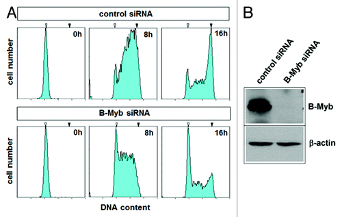 Figure 2. Effect of B-Myb knockdown on S-phase progression. (A). HepG2 cells transfected with B-Myb-specific and control siRNAs were synchronized by mimosine treatment. The cells were then released into S-phase for the indicated times, followed by flow cytometry to examine the progression through S-phase. The white and black arrows mark the G1 and G2 DNA content, respectively. (B). The successful knockdown of B-Myb was confirmed by western blotting.