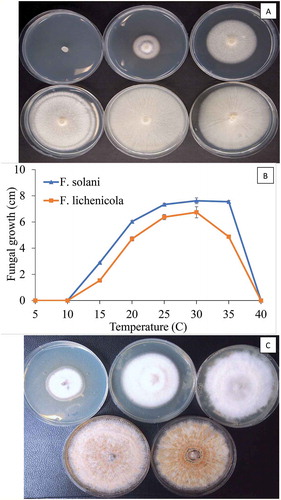 Fig. 8 (Colour online) Effect of temperature on colony growth of Fusarium lichenicola and F. solani after 2 weeks of incubation at different temperatures. a, Growth of F. solani at 10, 15, 20, 25, 30, 35°C (from top left to bottom right). b, Measurements of growth were made from 10 replicate dishes. Vertical bars are standard errors of the mean from two repeated experiments. c, Growth of F. lichenicola at 15, 20, 25, 30, 35°C (from top left to bottom right)