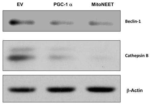 Figure 2. PGC-1α and MitoNEET protect cancer cells against autophagy. Under conditions of starvation, PGC-1α and MitoNEET-overexpressing MDA-MB-231 cells fail to upregulate autophagy markers, such as Beclin-1 and Cathepsin B. EV, empty vector (Lv105).