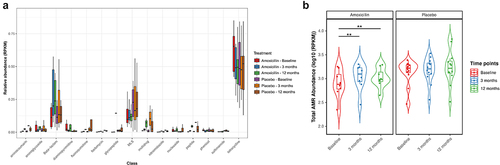 Figure 3. Beta-lactam and total AMR gene abundance increases after amoxicillin exposure. (a) Box plots showing the relative abundance measured as reads per kilobase million (RPKM) of antibiotic resistance gene (ARG) classes across all samples, stratified by treatment group and time points. The center horizontal line of box is median, box limits are upper and lower quartiles, whiskers are 1.5× interquartile ranges. (b) The total abundance, measured as the total reads per kilobase million (RPKM): Violin plots showing the total AMR genes abundance level per sample (represented as point), stratified by treatment and time points. The horizontal box lines represent the first quartile, the median and the third quartile. Whiskers denote the range of points within the first quartile − 1.5× the interquartile range and the third quartile + 1.5× the interquartile range. The black horizontal line on the top of plot connects statistically significantly different time points within each treatment group (Adjusted P values (P): ***P < .001, **P < .01; *P < .05; one-way ANOVA with repeated measures followed by post hoc pairwise t-test is used to check the statistical significance).