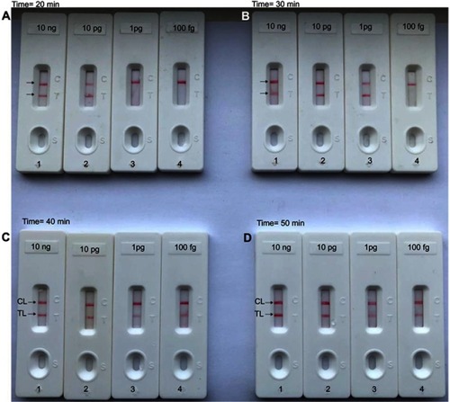 Figure 5 Optimal duration of time required for Brucella-LAMP-LFB assay. Four reaction times (A), 20 mins; (B), 30 mins; (C), 40 mins; and (D), 50 mins were tested and compared at optimal temperature (63°C). Biosensors 1, 2, 3, and 4 represent DNA levels of 10 ng μL−1, 10 pg, 1 pg μL−1, and 100 fg. The best sensitivity was obtained when the amplification lasted for 40 mins (C).