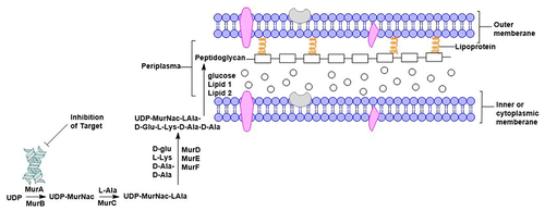 Figure 5 Peptidoglycan formation mechanism. The MurA enzyme catalyzes the initial phase of peptidoglycan synthesis, making it a potential target for antibiotics to prevent bacterial cell wall formation.Citation47