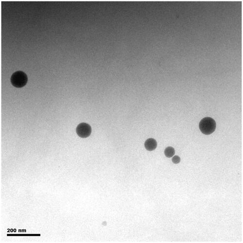 Figure 1. Morphology of reconstituted Pae-SMEDDS observed by TEM.