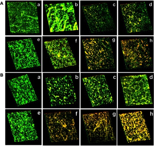 Figure 6 Confocal laser scanning microscopy images of biofilms of (A) P. aeruginosa and (B) S. aureus. (a) and (e) comprise non-irradiated and irradiated biofilms; (b) (c), and (d) are biofilms incubated in the dark and treated with CNTs, MG, and MGCNT, respectively; (f), (g), and (h) comprise biofilms treated with CNTs, MG, and MGCNTs, respectively, and irradiated.